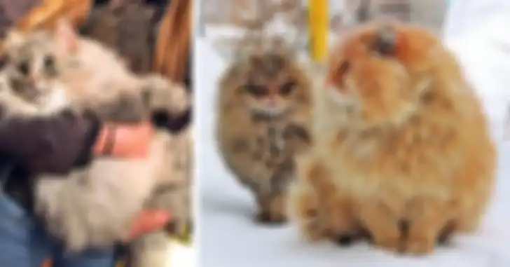 Kucing Siberia