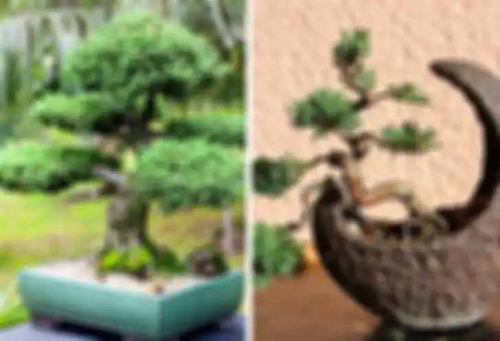 Pohon bonsai Juniper