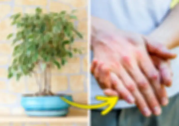 Ficus Benjamina