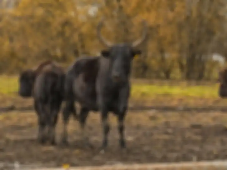 Beefalo