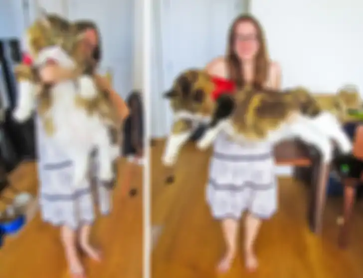 Kucing Maine Coon