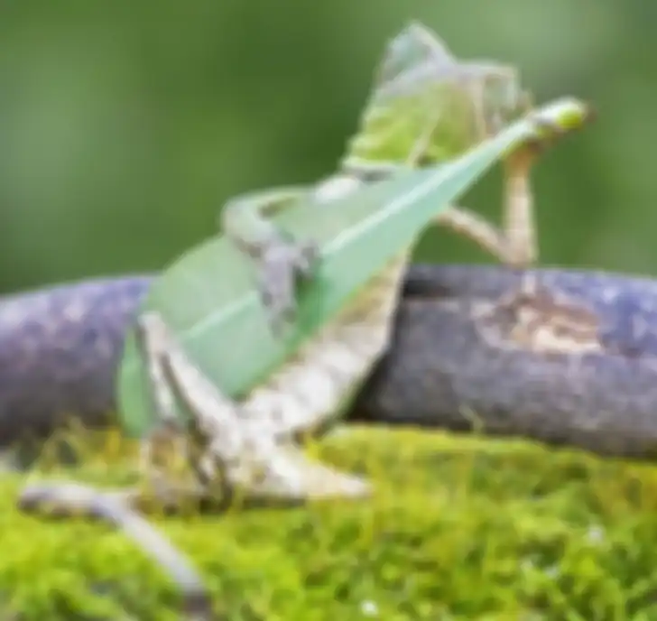 Foto alam keren