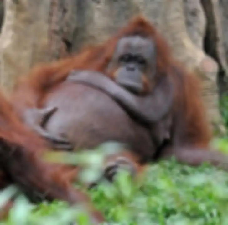 Orang utan