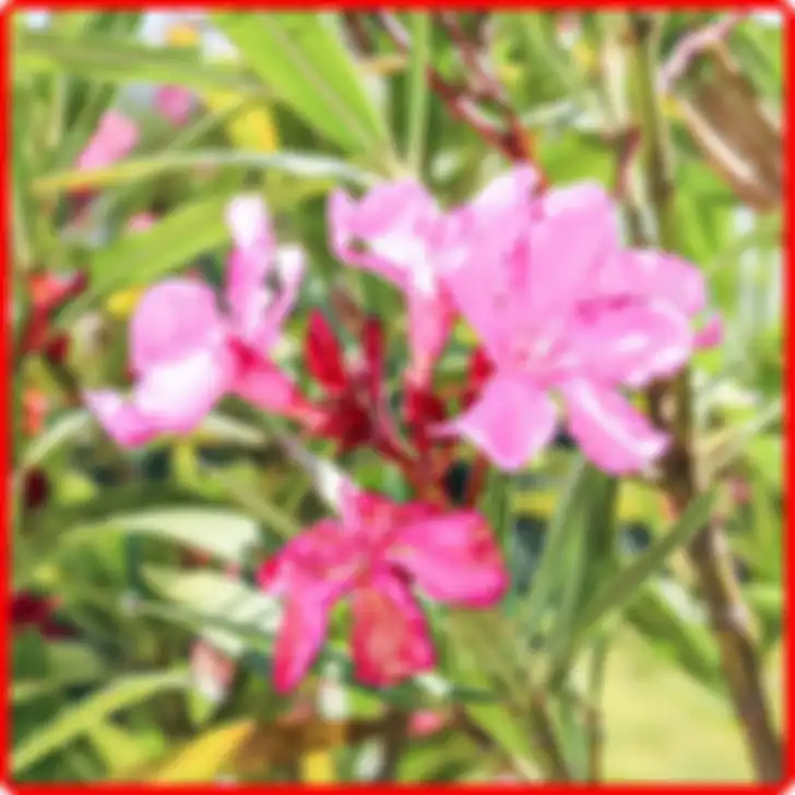 Nerium oleander
