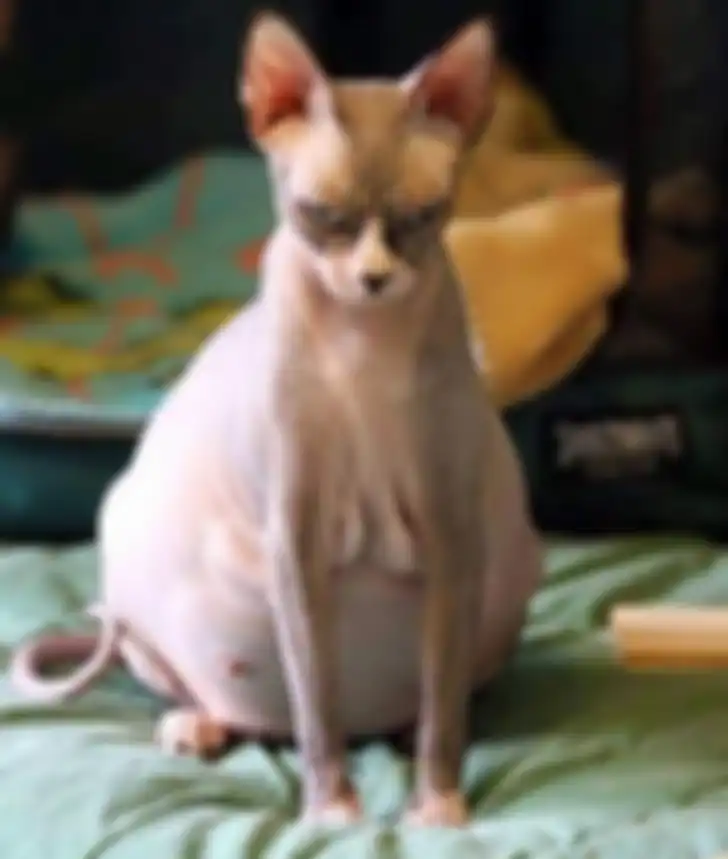 Kucing