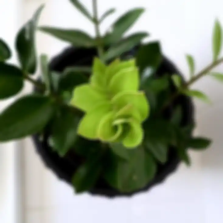Zz Plant