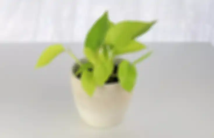 Neon Pothos
