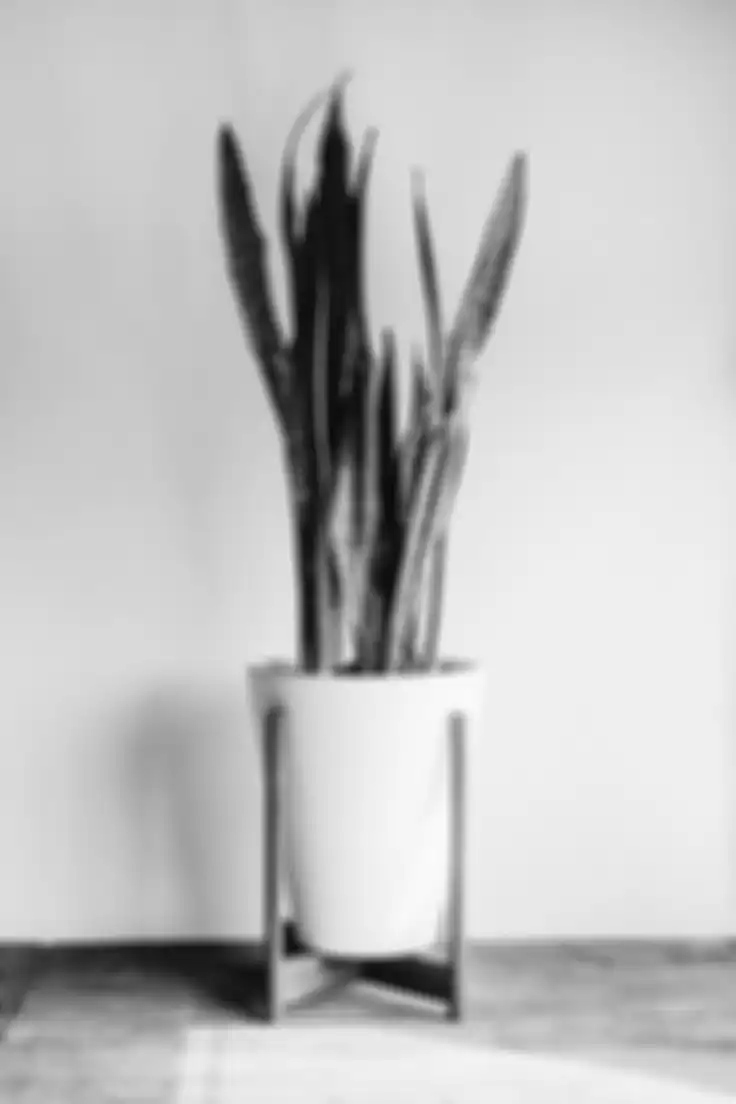 pot dan tanaman | dok. uclachoralmusic.com