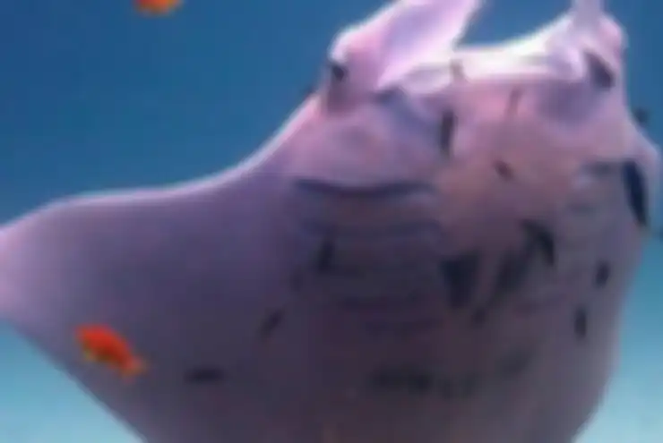Ikan Pari Manta Berwarna Pink. Ikan pari berkembang biak dengan cara melahirkan dan bertelur, contoh hewan ovovivipar.
