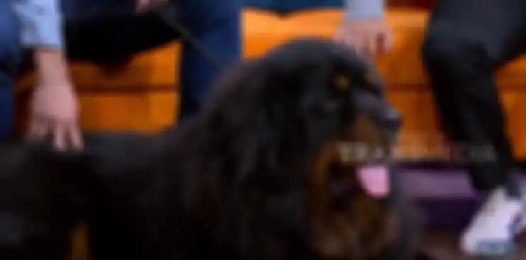 Tibetan Mastiff jadi Anjing Legendaris yang Punya Nilai Jual Lebih dari Rp 100 Juta