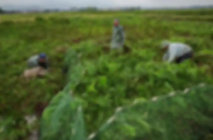 Para petani Vietnam memasang perangkap untuk tikus.