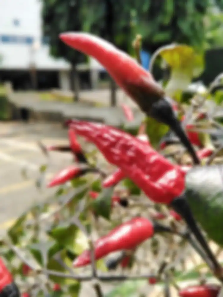 Huawei Y7 Pro (2019) - Hasil foto makro siang hari