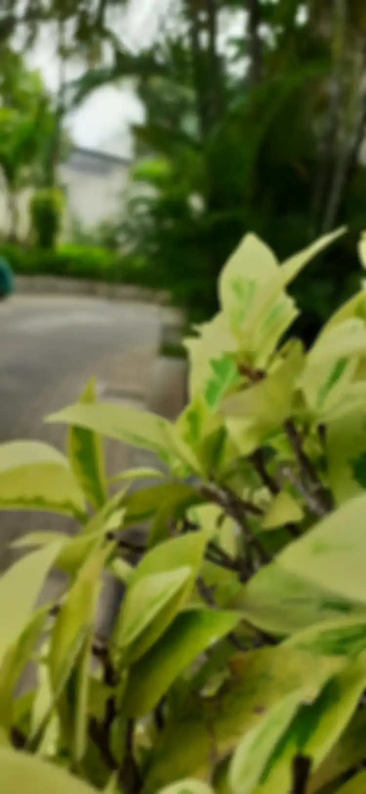 Hasil foto Galaxy M20 - Bokeh Outdoor