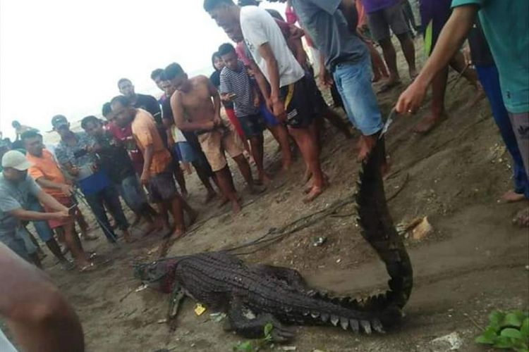 Warga Desa Kayeli, Kabupaten Buru, Maluku menangkap seekor buaya di muara sungai desa tersebut, Kamis (4/7/2019)/ Foto dok Anwar Amarduan(RAHMAT RAHMAN PATTY)