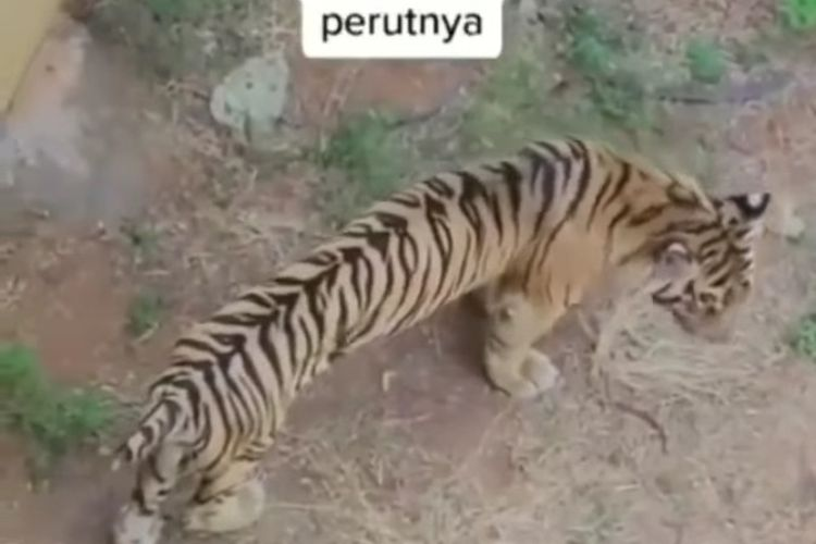 Viral harimau di Zoo Maharani nampak kurus dan perutnya kempis