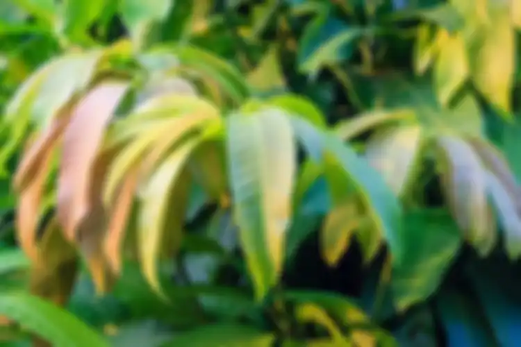 Manfaat daun mangga