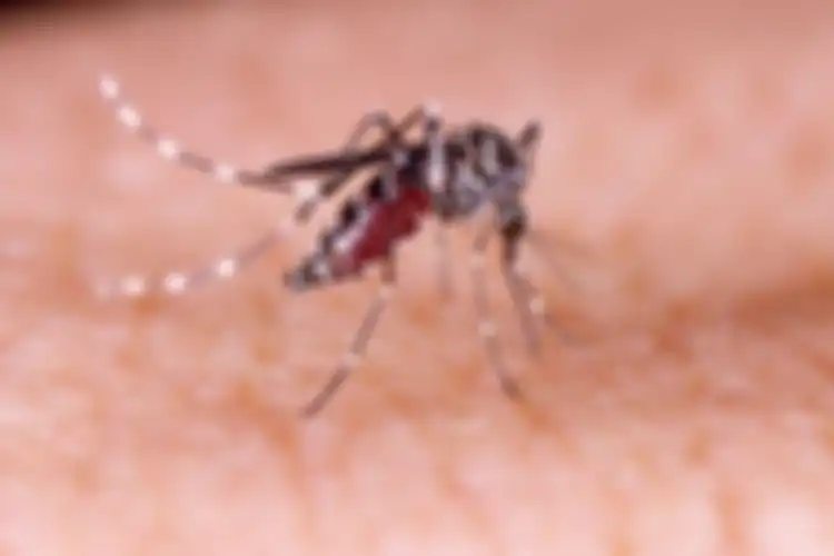 Demam berdarah adalah salah satu jenis penyakit yang disebabkan oleh virus yang dibawa nyamuk Aiedes aegypti.