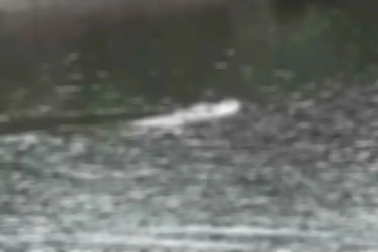 Penampakan buaya raksasa yang menghadang warga Pasangkayu yang nekat melintasi jembatan gantung Raie yang jaraknya hanya beberapa cm dari sungai, atau terendam air saat sungai meluap. 