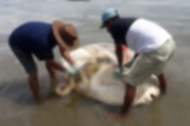 Peneliti dari Universitas Pattimura Ambon Prof Dr Jacobus Wilson Mosse saat membedah bangkai ikan mola yang terdampar di Teluk Ambon, Senin (1/4/2019). Dalam pembedahan itu ditemukan sebuah benda misterius di dalam usus ikan mola tersebut. (Foto dok Balai Konservasi Sumber Daya Alam 