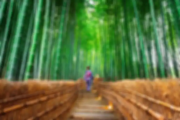 Hutan Bambu Sagano