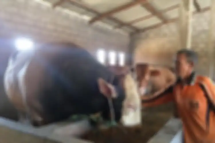 Andi bersama sapi-sapinya