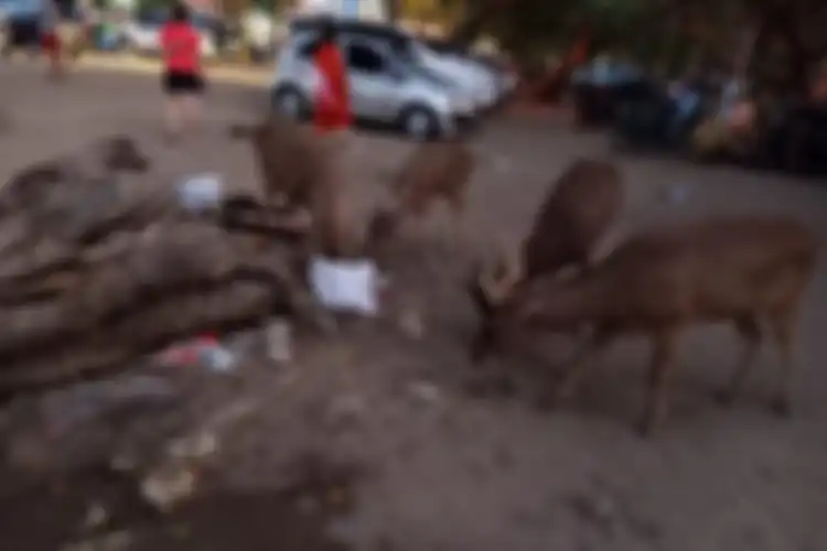 Kawanan rusa terlihat memakan sampah di Pantai Pangandaran.
