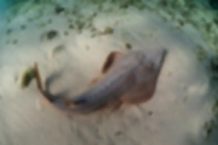 Ikan pari berkembang biak dengan cara melahirkan dan bertelur, contoh hewan ovovivipar.