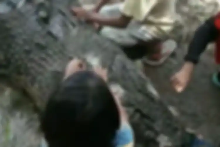 Pawang Buaya Bergulat Hingga Menangkap Dua Ekor Buaya Raksasa di Mateng
