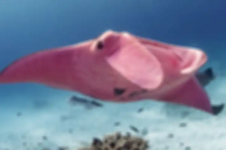 Ikan Pari Manta Unik Berwarna Merah Muda