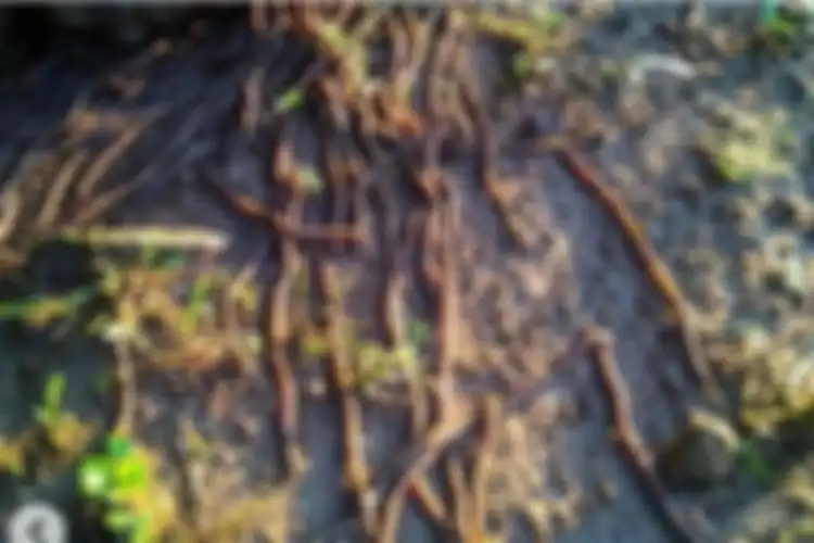 Tangkap layar dari sebuah unggahan di media sosial Instagram mengenai keluarnya cacing dari dalam tanah di Desa Socokangsi, Kecamatan Jatinom, Kabupaten Klaten, Jawa Tengah.