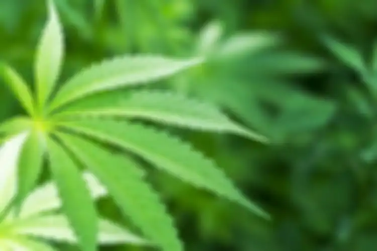 Tanaman ganja