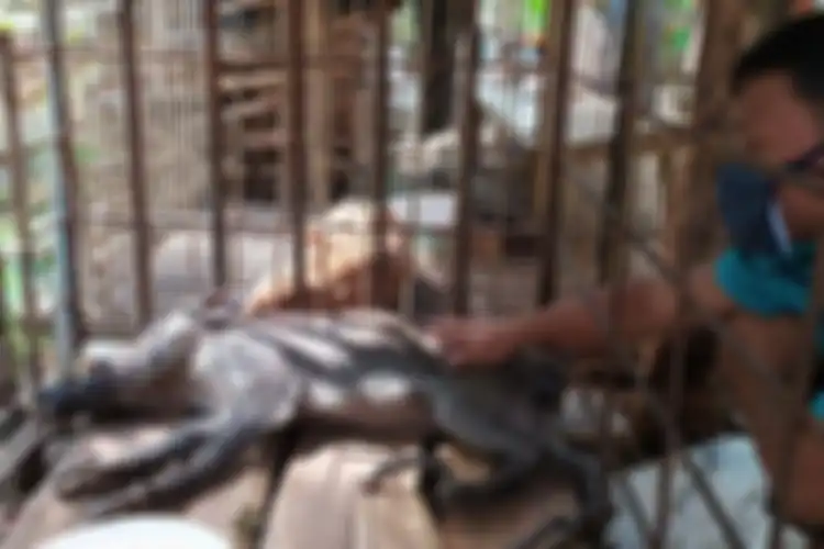 Babi berkaki aneh di Desa Pekuncen, Kecamatan Jatilawang, Kabupaten Banyumas, Jawa Tengah, Senin (15/6).