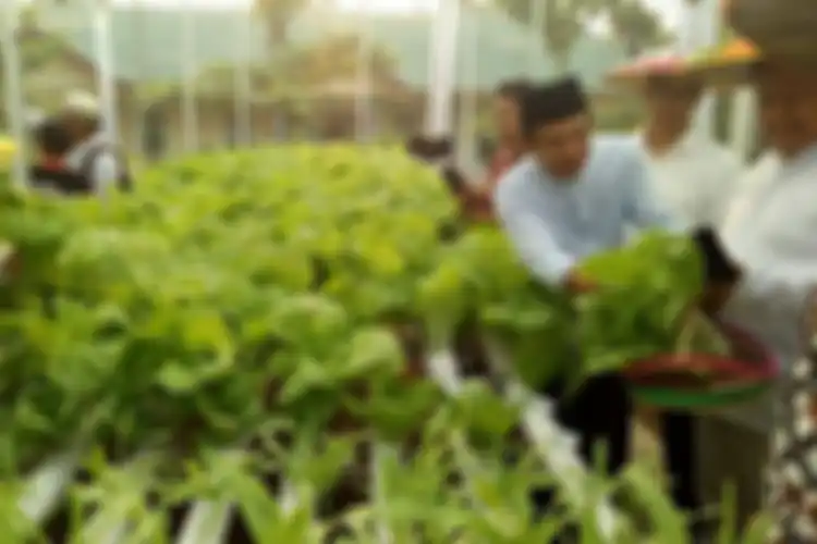 Ilustrasi Ginanjar, seorang yang sukses berkebun ala hidroponik sedang di kebunnya.