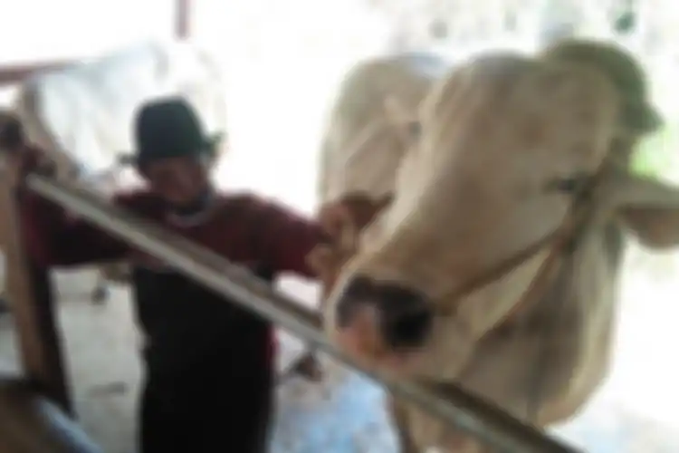 Sapi kurban yang dibeli Presiden Jokowi