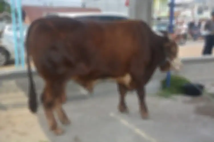 Sapi milik Presiden Jokowi