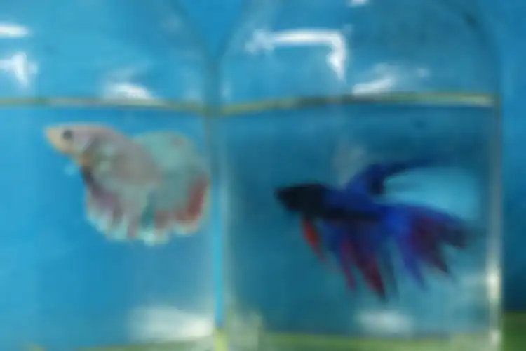 Ilustrasi Ikan Cupang