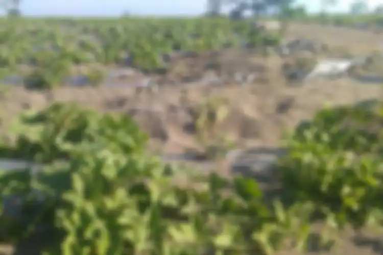 Kondisi tanaman melon di Urut Sewu, Desa Setrojenar, Kecamatan Buluspesantren, Kebumen, Jawa Tengah.