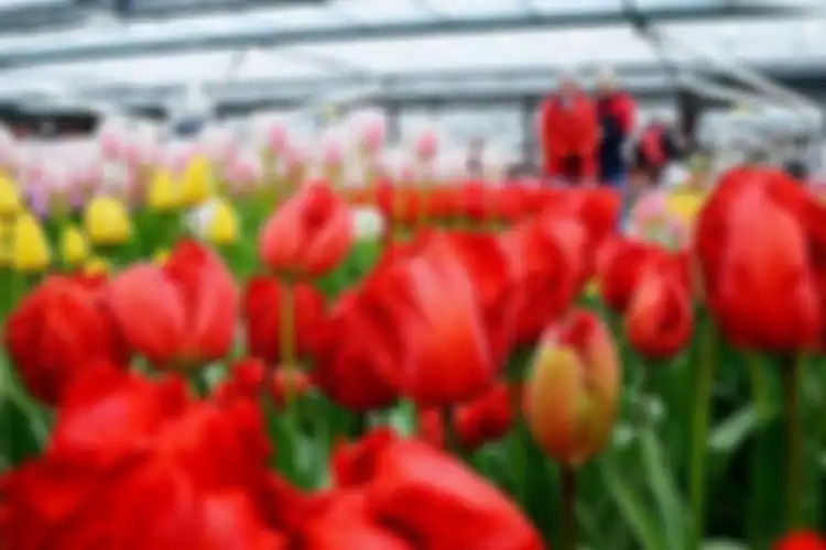Bunga tulip khas Belanda dipamerkan di rumah kaca di Taman Bunga Keukenhof, Belanda.