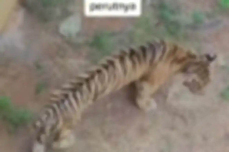 Viral harimau di Zoo Maharani nampak kurus dan perutnya kempis