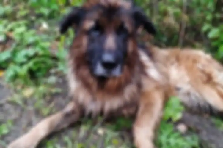 Kiryusha, anjing jenis German Shepher yang sengaja dikubur hidup-hidup oleh pemiliknya
