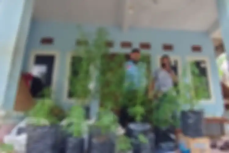 Suasana TKP saat penggerebekan penanaman ganja di rumah Muslim di Tasilmalaya, Selasa (20/10/2020)