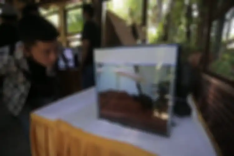 Ikan gabus yang dipamerkan oleh Bali Channa Lover di Bron Cafe, Denpasar, Sabtu (7/11/2020).