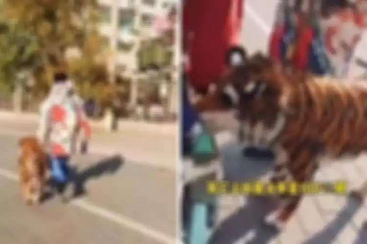 Seekor anjing didandani bak harimau