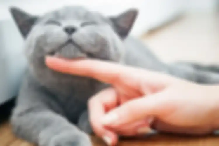 Ilustrasi kucing piaraan.