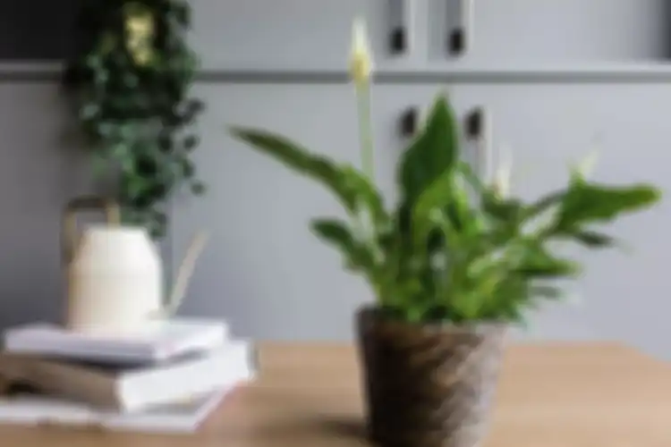 Tanaman Peace Lily menyimbolkan cinta, menurut Feng Shui cocok untuk kamar tidur.