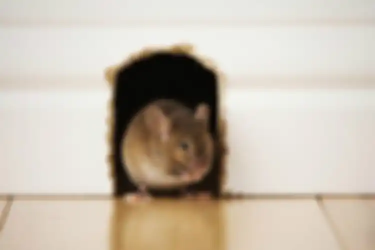 Membasmi tikus di rumah ternyata gampang banget. Cuma bermodalkan cuka yang ada di dapur. 