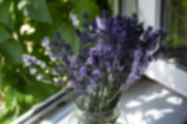 Lavender