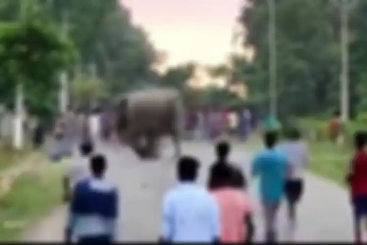 Potongan video yang diunggah akun Twitter bernama Parveen Kaswan menunjukkan seekor gajah menyerang dan menginjak seorang manusia hingga tewas di Assam, India.