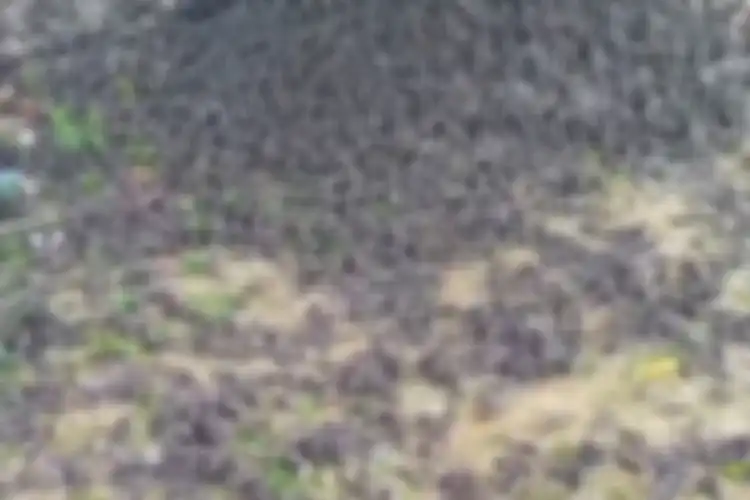 Ribuan burung pipit berjatuhan di Bali dan mati.