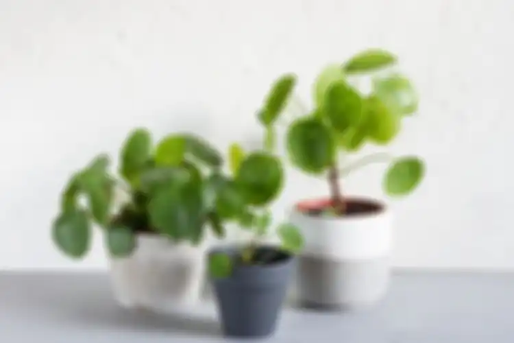 Ilustrasi tanaman Pilea atau Chinese money plant. (SHUTTERSTOCK/PATRYCJA NOWAK) 